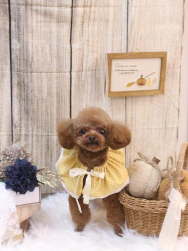 20241005ルイちゃん